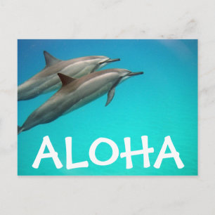Carte postale Hawaii Dolphins