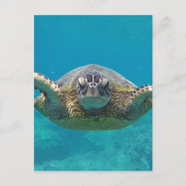 Carte Postale Hawaii Honu (Devant)