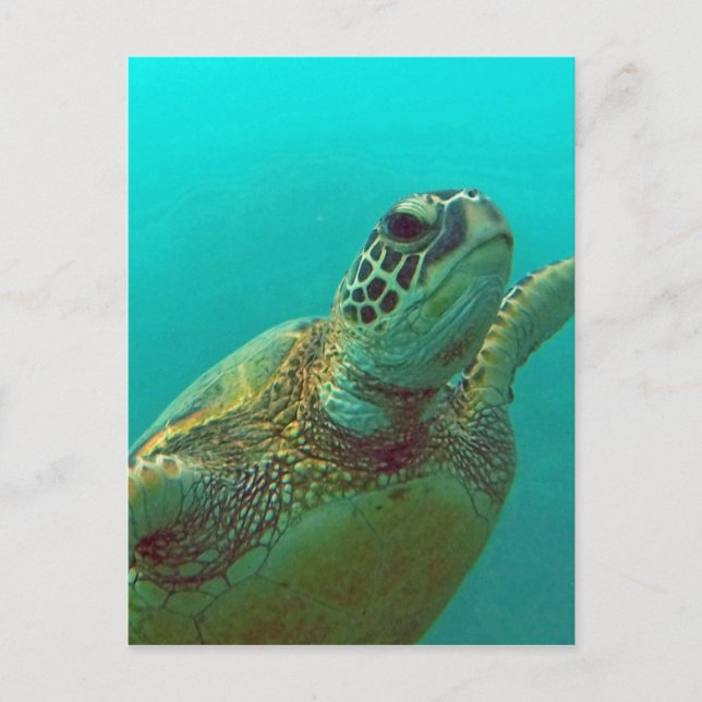 Carte Postale Hawaii Honu (Devant)