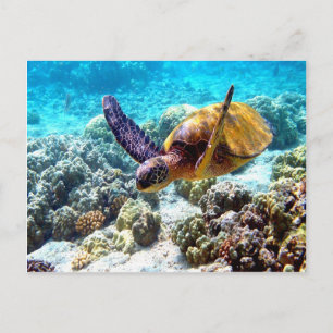 Carte Postale Hawaii liberté tortue paix et joie