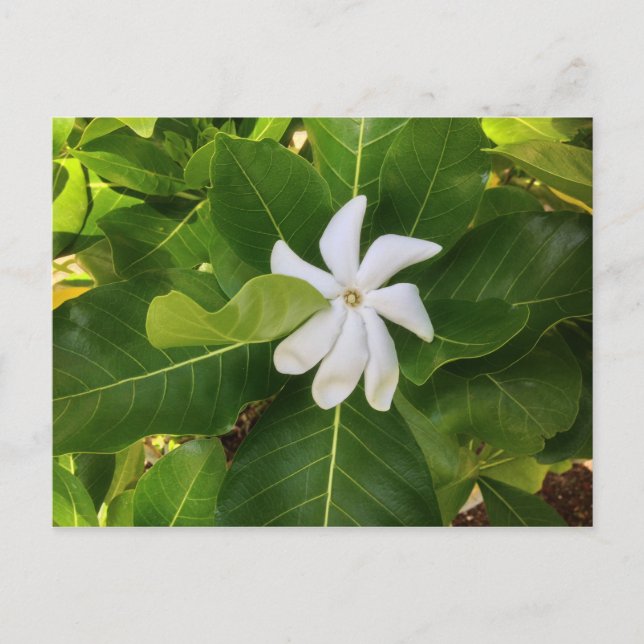Carte Postale Hawaii Pikake Jasmine Blossom (Devant)