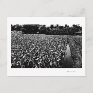 Carte Postale Hawaiian IslandsTaro Field PhotoHawaii