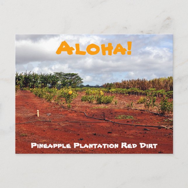 Carte postale Hawaiian Pineappy Plantation (Devant)