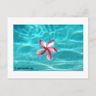 Carte Postale Hawaiian Plumeria Postcard
