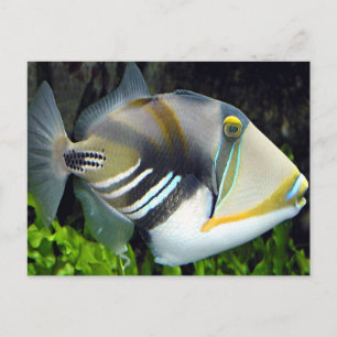 Carte postale Hawaiian Tropical Fish