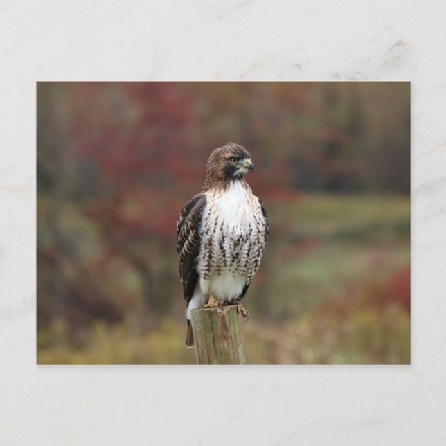 Carte postale Hawk (Devant)