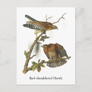 Carte Postale Hawk à épaulettes, John Audubon