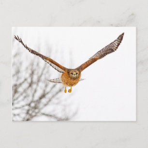 Carte Postale Hawk en vol