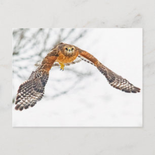 Carte Postale Hawk en vol