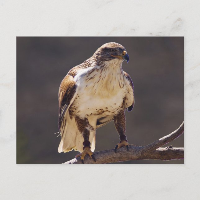 Carte Postale Hawk ferrougineux (Devant)
