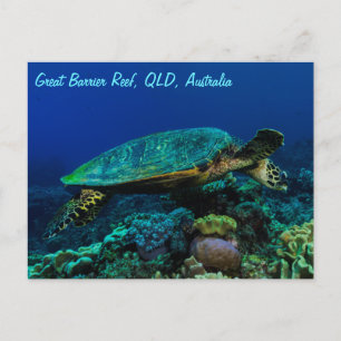 Carte postale Hawksbill Sea Turtle