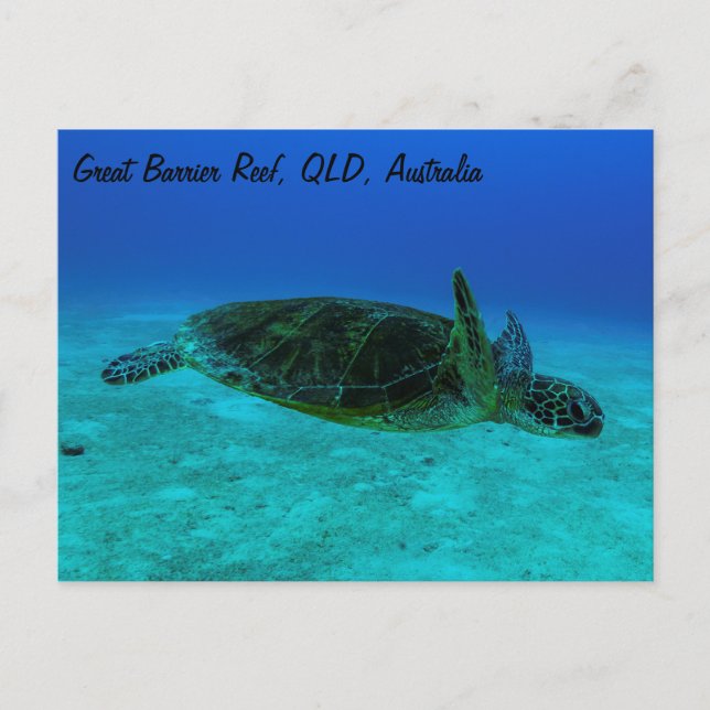 Carte postale Hawksbill Sea Turtle (Devant)