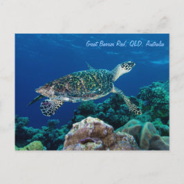 Carte postale Hawksbill Sea Turtle