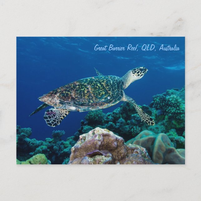Carte postale Hawksbill Sea Turtle (Devant)