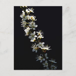 Carte Postale Hawthorn Flowers pccna