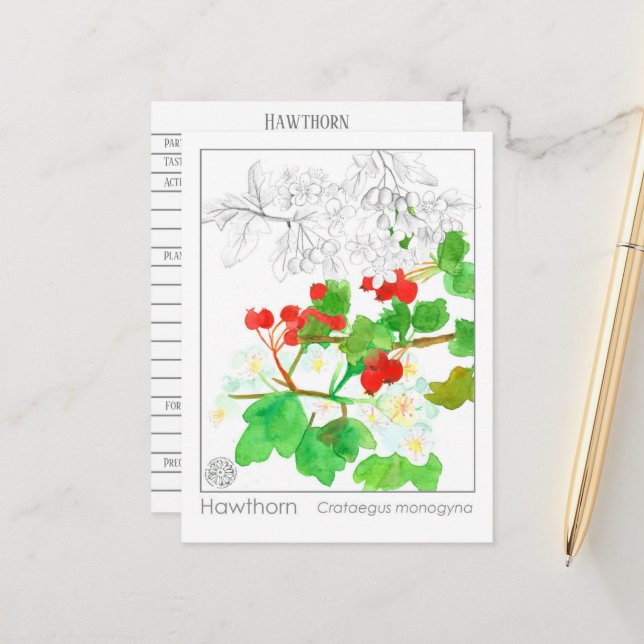 Carte Postale Hawthorn Materia Medica Monograph Herbal Study (Devant/Arrière en situation)