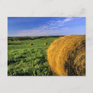 Carte Postale Hay Bales près de Bottineau Dakota du Nord