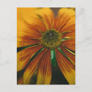 Carte Postale Hazy Daisy