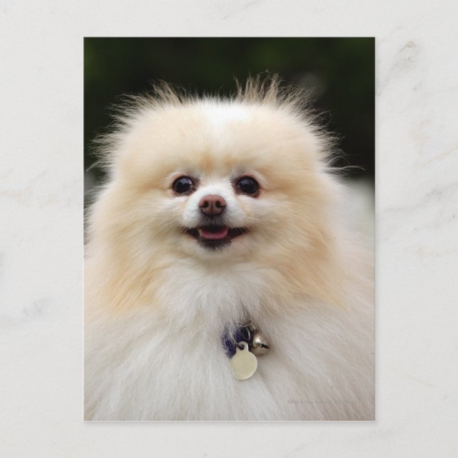 Carte Postale Headshot 1 de Pomeranian (Devant)