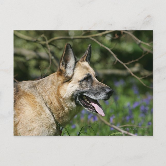 Carte Postale Headshot 3 du berger allemand (Devant)