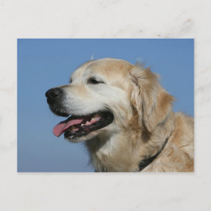 Carte Postale Headshot 4 de golden retriever