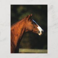 Headshot de cheval de pur sang