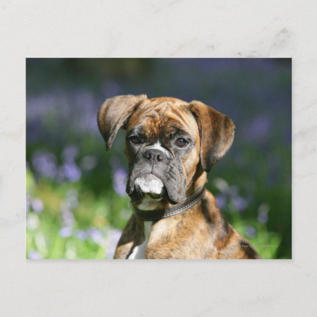 Carte Postale Headshot de chien de boxeur (Devant)