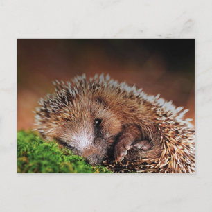 CARTE POSTALE HEDGEHOG