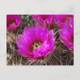 Carte Postale Hedgehog Cactus