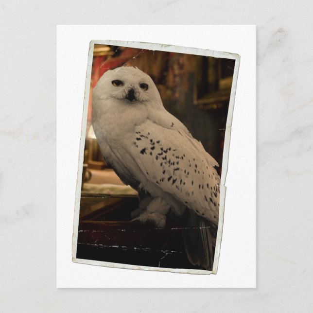 Carte Postale Hedwig 3 (Devant)