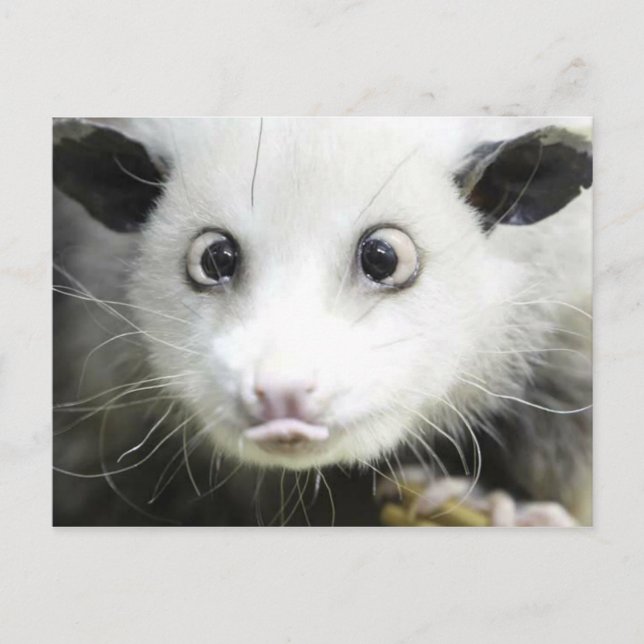 Carte Postale Heidi l'opossum aux yeux louches (Devant)
