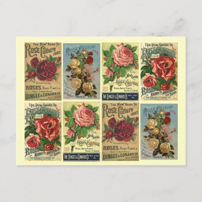 Carte postale Heirloom Rose Vintage Rose (Devant)