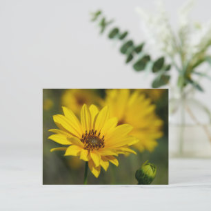 Carte Postale Hélénium de marguerite jaune