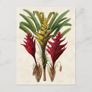 Carte Postale Heliconia Botanique Vintage