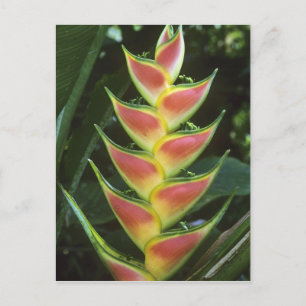 Carte Postale Heliconias, Heliconia walkeriana), La Selva