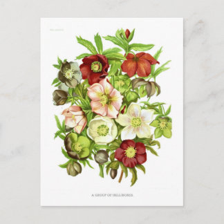 Carte Postale Hellebores
