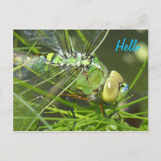 Carte postale HELLO Dragonfly Green (Devant)
