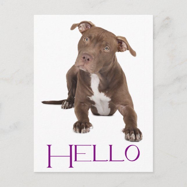 Carte Postale Hello Pit Bull Puppy Dog Blank Postcard (Devant)
