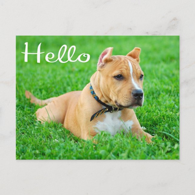 Carte Postale Hello Pit Bull Puppy Dog Blank Postcard (Devant)