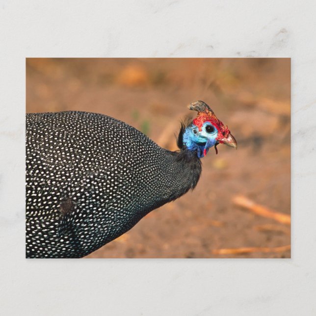Carte Postale Helmeted Guinea Fowl (Numida meleagris). Afrique, (Devant)