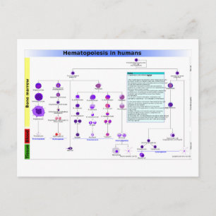 Carte Postale Hématopoïèse du diagramme chez l'humain Cellules s