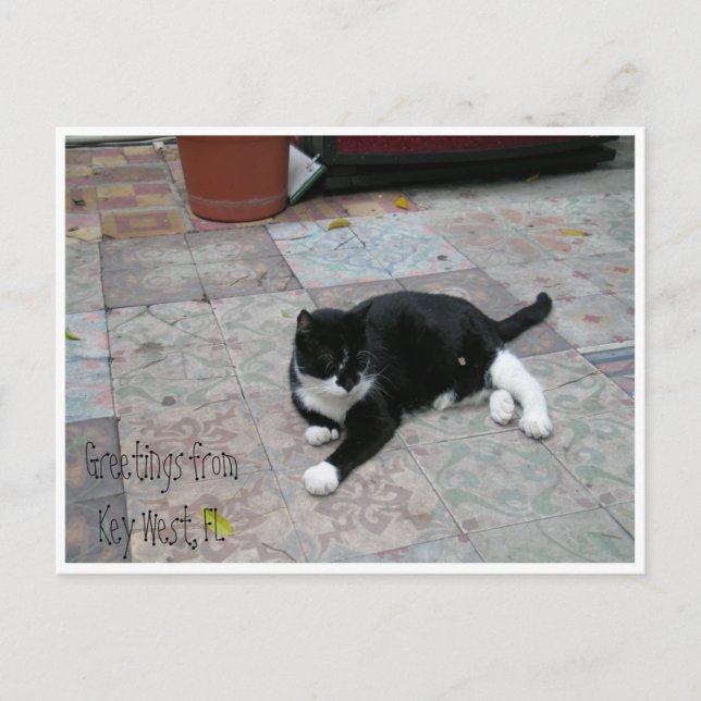 Carte Postale Hemingway House Kitty (Devant)
