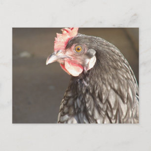 Carte Postale Hen bleu