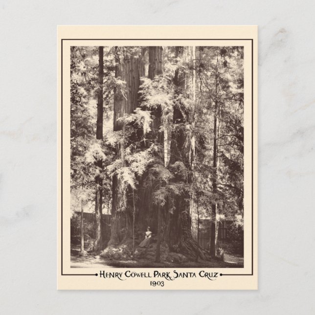 Carte Postale Henry Cowell Park, Père Noël Cruz, Californie 1903 (Devant)