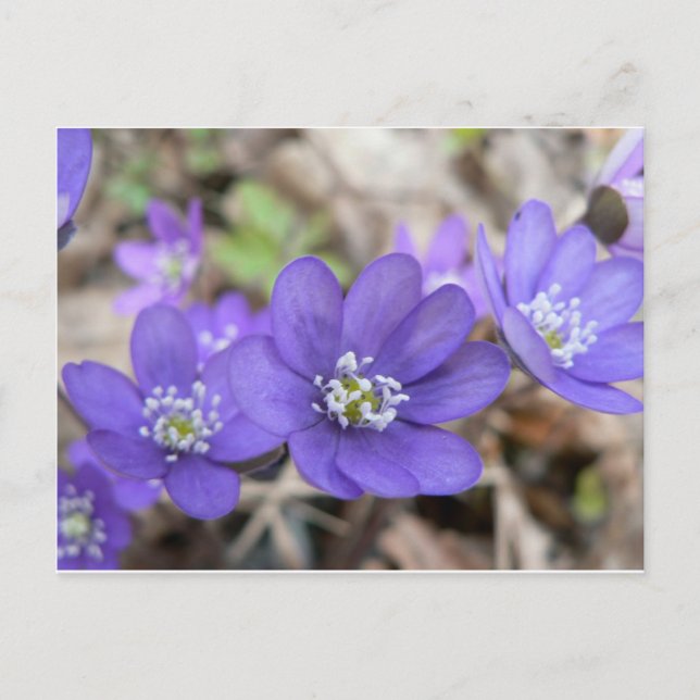 Carte postale : Hepatica (feuille de vigne) (Devant)