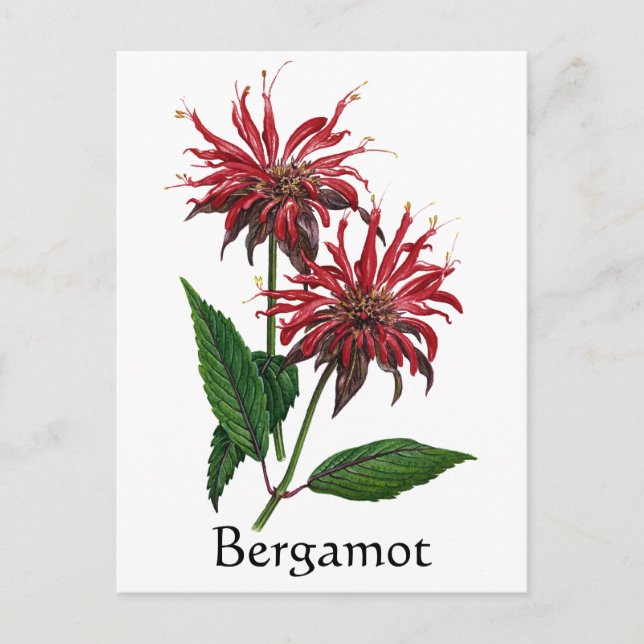 Carte Postale Herb Garden Series - Bergamot (Devant)