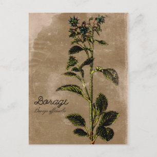 Carte Postale Herbe de Borage de style vintage