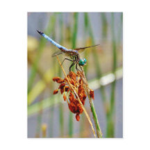 Herbe de carex, et libellule