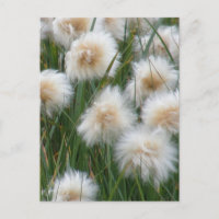 Herbe de coton (Eriophorum russeolum)