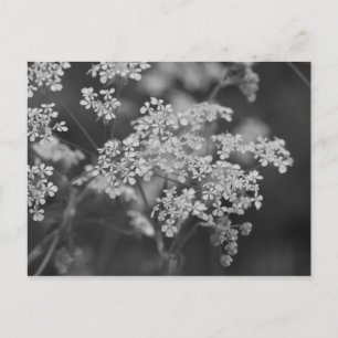 Carte Postale "Herbe de porc sauvage"